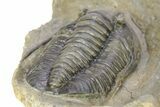 Large Diademaproetus Trilobite - Ofaten, Morocco #286538-5